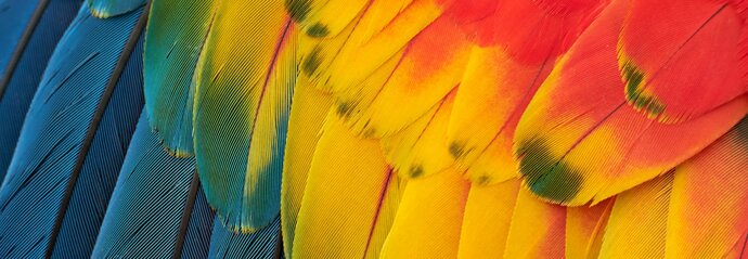 A close-up image of a macaw's wing