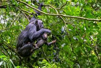 Critical Habitat Assessments