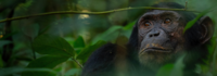 Use of the mitigation hierarchy to protect chimpanzees from development projects 