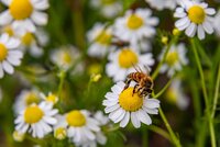 The Biodiversity Consultancy presents at SBTN’s corporate engagement program 