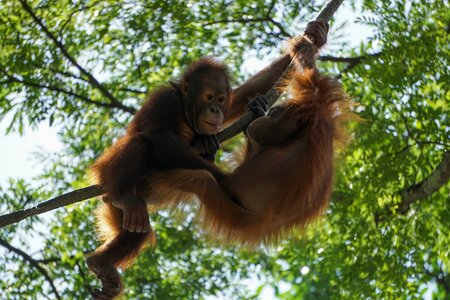 Biodiversity monitoring
